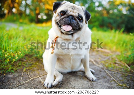 Little smiling pug sitting on a sidewalk in a summer park.