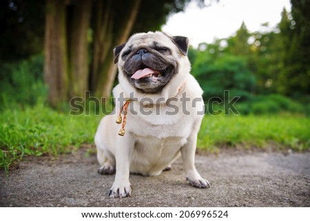 Little fat pug with closed eyes sitting on a grass in a summer park.