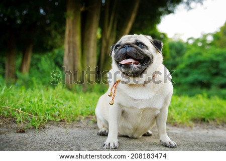 Little fat pug sitting on a sidewalk in a summer park.