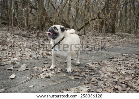 Funny Fawn Pug Walking in Park.