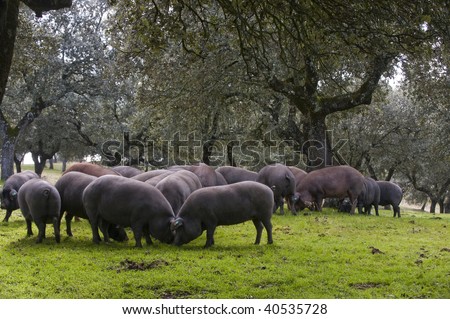 Pigs Eating Acorns