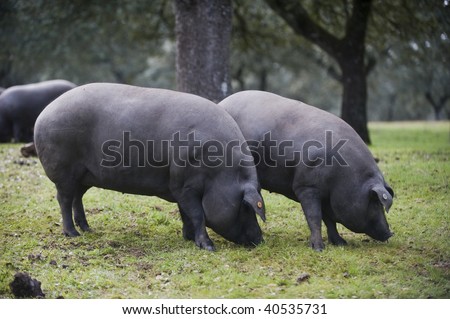 Black-footed Iberian pigs