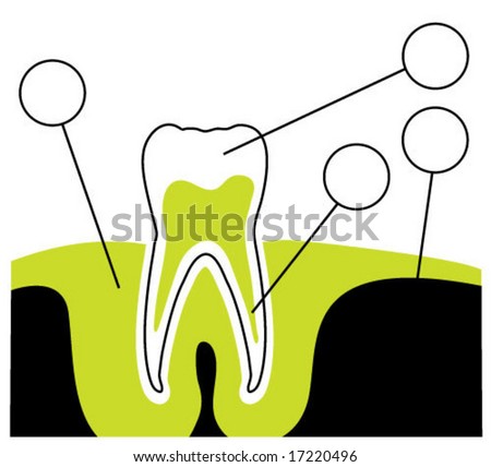 teeth diagram labeled. the see on Teeth+diagram