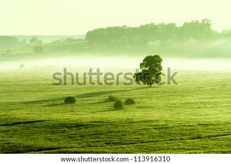 Landspase lonely tree in fog field on morning