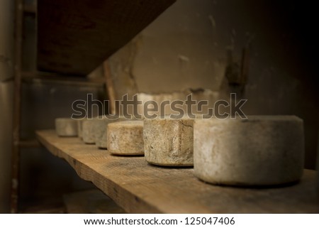 Old cheeses. Some old sheep cheeses, sheep\'s cheese from Spain