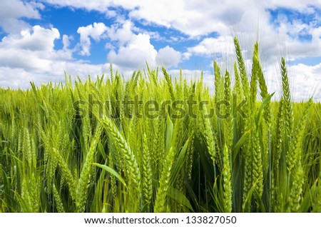 Summer field and sunlight in blue sky. Spring background. Fresh summer wheat with blue sunny sky