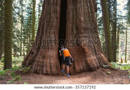 Sequoia vs Man. Giant Sequoias Forest and the Tourist with Backpack Looking at.