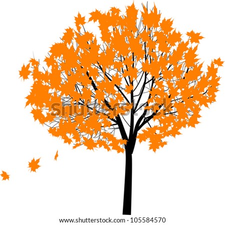 Autumn Maple Tree Isolated On White Background Stock Vector