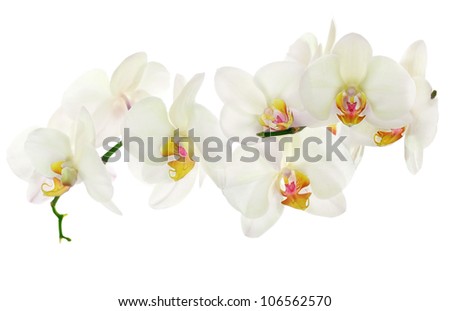 light yellow orchid flowers isolated on white background