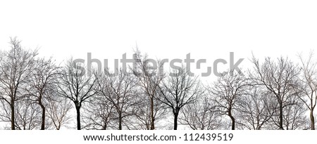 bare forest isolated on white background