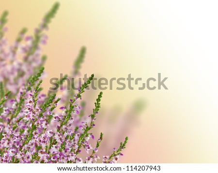 heather with purple flowers on light background