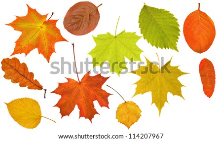 eleven different leaves isolated on white background