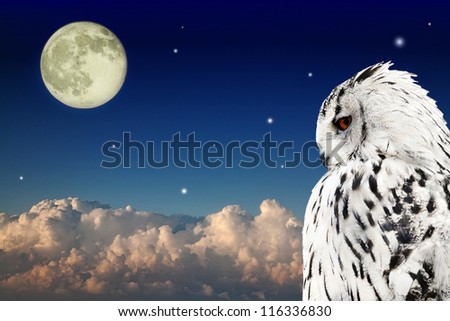 owl at dark sky with large clouds and full moon