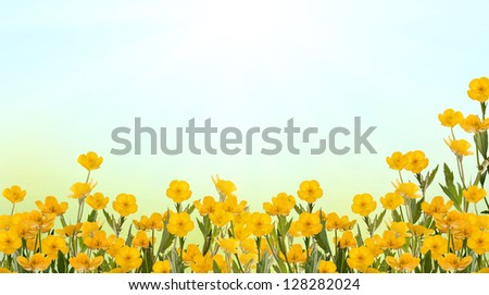 yellow buttercup flowers on light background