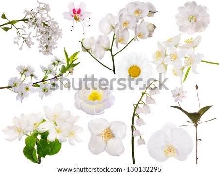 set of light flowers isolated on white background