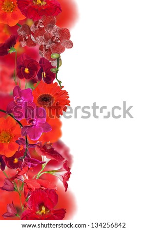 strip from red flowers isolated on white background