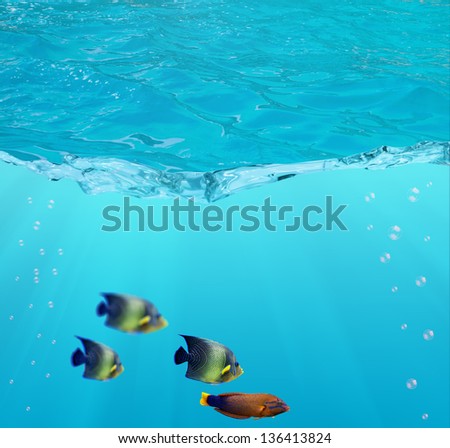 four fishes swimming in blue water with bubbles