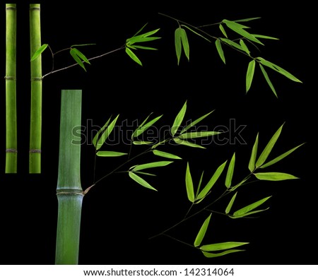 green bamboo branches isolated on black background