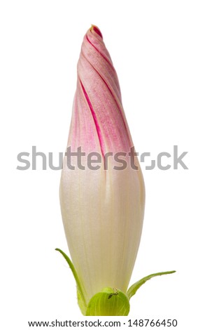 light pink flowers bud isolated on white background
