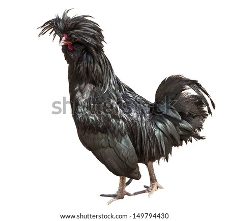 black color rooster isolated on white background