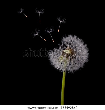 old dandelion and flying seeds on black background