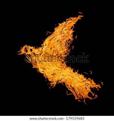 flame flying dove isolated on black background