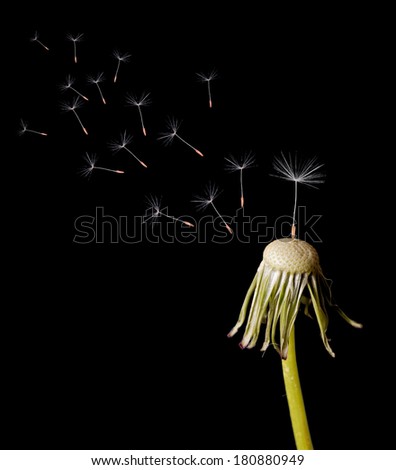 old dandelion and flying seeds on black background