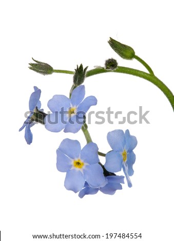 light blue forget-me-not flower isolated on white background