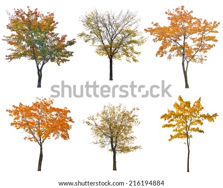set of six autumn trees isolated on white background