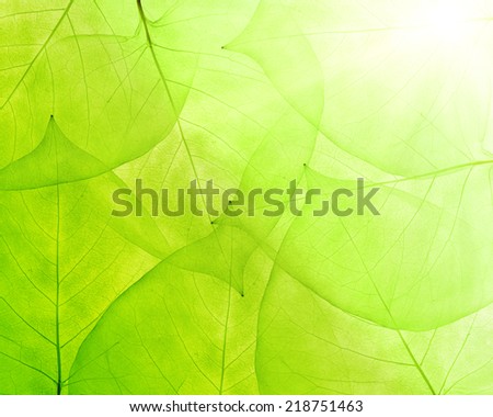 bright green background from thin leaves