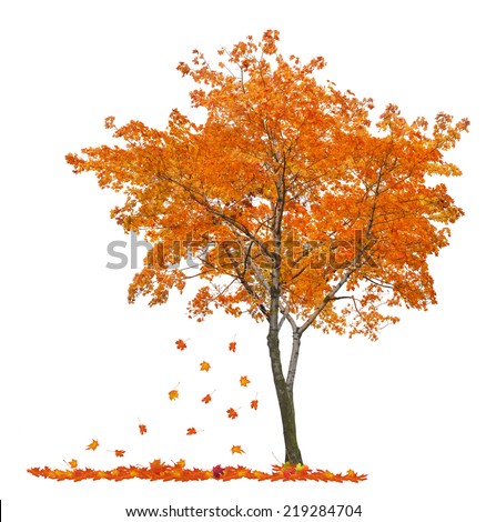 orange autumn maple tree isolated on white background