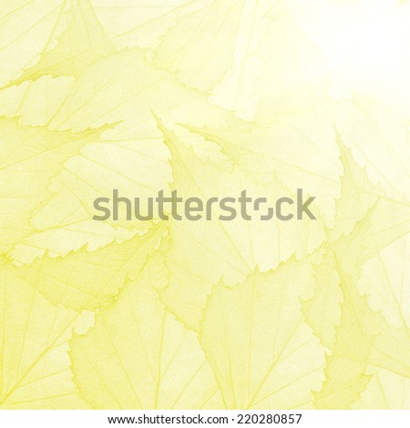 bright yellow background from thin leaves