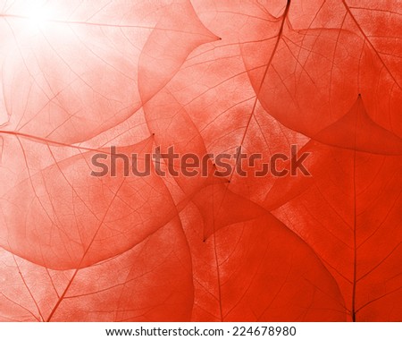 bright red background from thin leaves