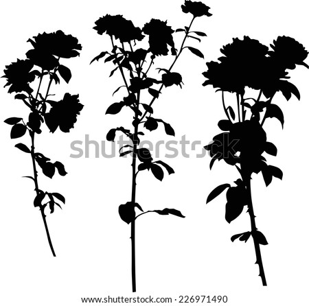 illustration with three black rose flowers isolated on white background illustration with three black rose flowers isolated on white background