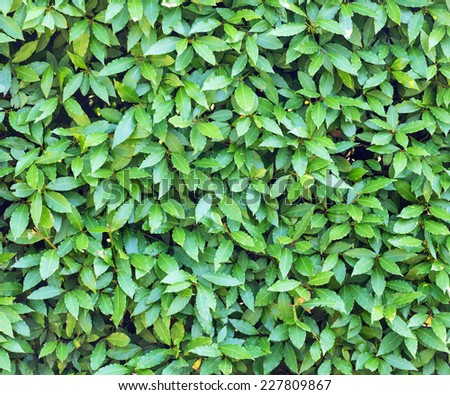 background from green laurel leaves
