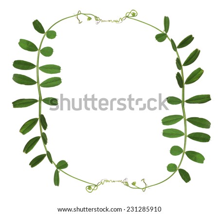 frame from green pea tendrils isolated on white background