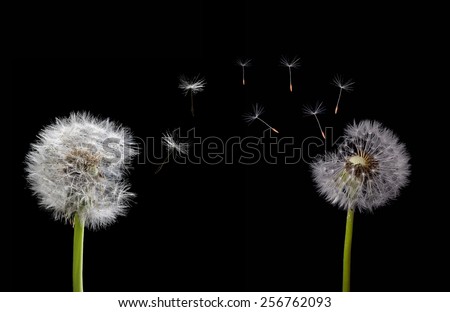 two old dandelions and flying seeds isolated on black background