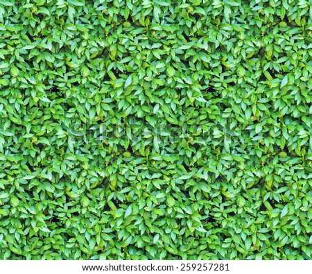seamless background from green laurel leaves