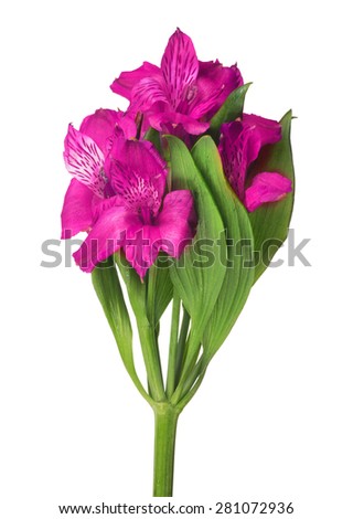 lilac garden flowers isolated on white background