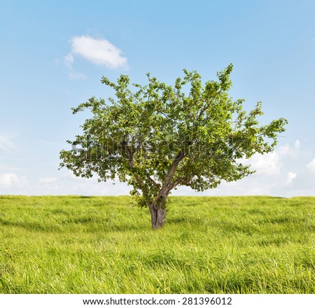 summer apple tree in green grass under blue sky