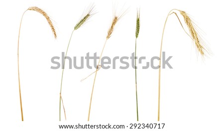 ears of cereals isolated on white background