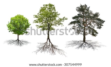 set of three trees with roots isolated on white background