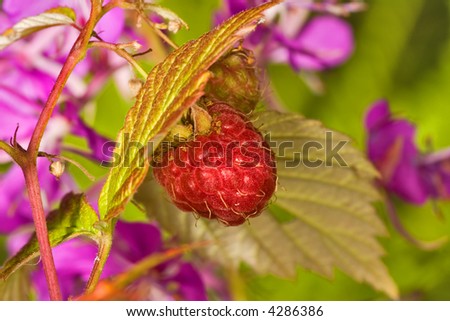 single  red ripe raspberry with pink flowers as background
