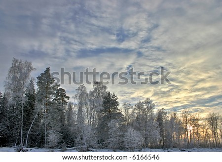 winter sunset in the snow birch forest