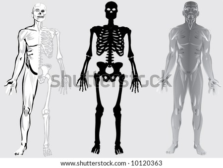 human skeleton cartoon. of human skeleton