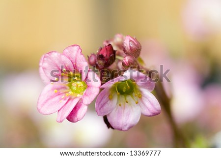 two small light pink flowers on light background