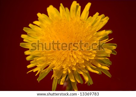 yellow bright dandelion on the red background