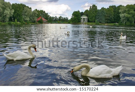 pond in park with swimming swans
