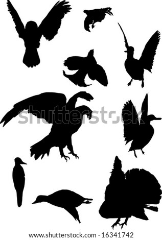 stock vector : illustration illustrations of birds. stock vector : illustration