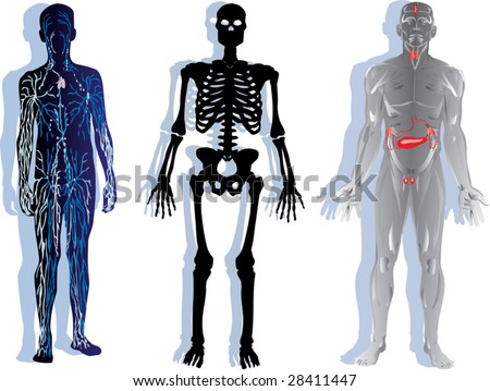 human skeleton cartoon. with human skeleton,